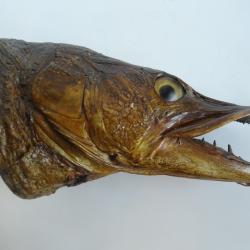 Ancienne taxidermie troph&eacute;e t&ecirc;te de brochet , carnassier