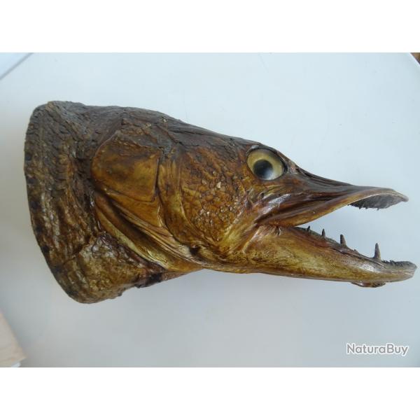 Ancienne taxidermie troph�e t�te de brochet , carnassier