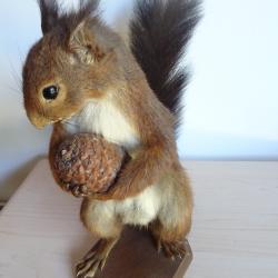 Taxidermie &eacute;cureuil tenant une pomme de pin