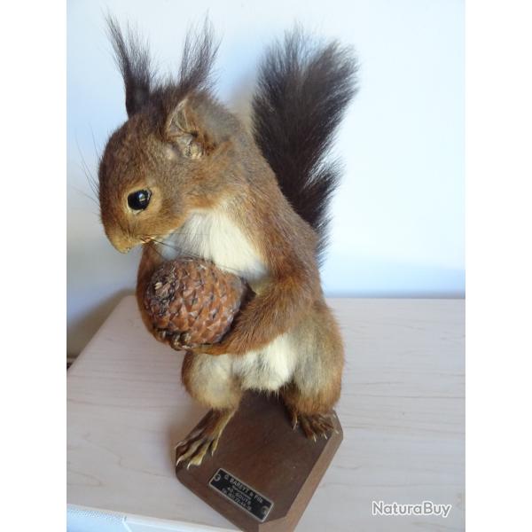 Taxidermie �cureuil tenant une pomme de pin