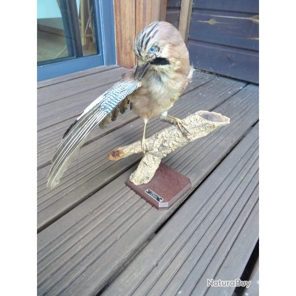 Superbe  geai des ch�nes naturalis�
