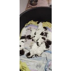 Chiots griffon Korthal &agrave; r&eacute;server