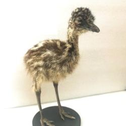 Emeu - tr&egrave;s rare taxidermie d'un poussin d'Emeu