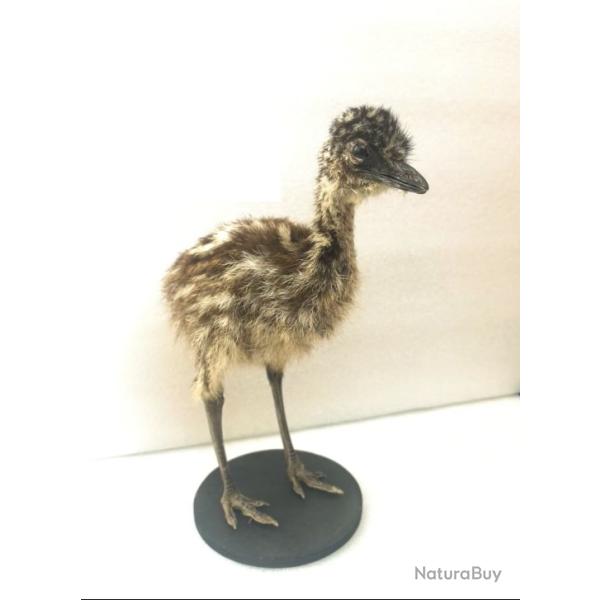 Emeu - tr�s rare taxidermie d'un poussin d'Emeu