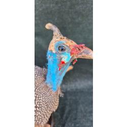 Rare taxidermie d'une Pintade de Numidie
