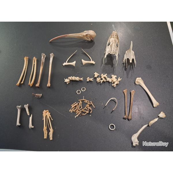 Squelette d�sarticul� d' Ibis rouge ; Eudocimus ruber #2