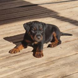 Jagdterrier lof