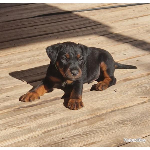 Jagdterrier lof