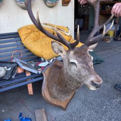 Troph&eacute;e de cerf
