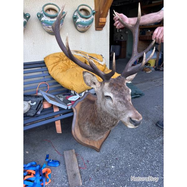 Troph�e de cerf