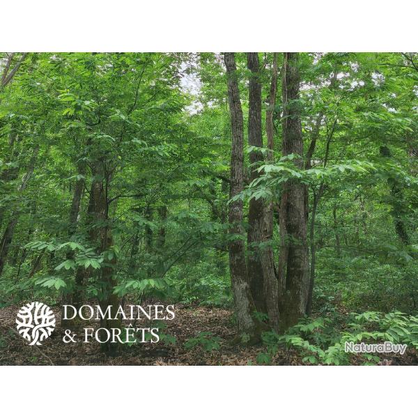 Bois dans le Loir-et-Cher d'environ 8 hectares DF-2004-S