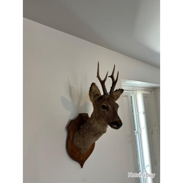Troph�e de chevreuil