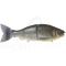petites annonces chasse pêche : Enchère 1 sans prix de réserve ! Swimbait GAN CRAFT Jointed claw ratchet 184 14 Real gosan buna