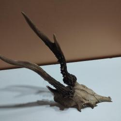 TROPHEE CHEVREUIL BROCARD PARTICULIER TAXIDERMIE CHASSE