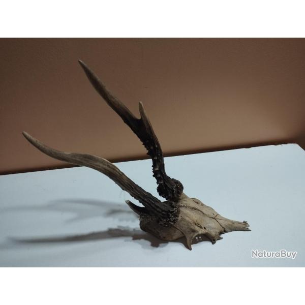 TROPHEE CHEVREUIL BROCARD PARTICULIER TAXIDERMIE CHASSE