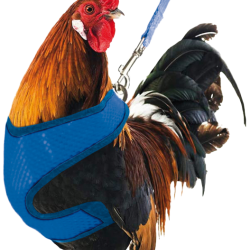 Gaun Chicken Harness - Ref GAUN14080 - EAN 8435039017439 - Livraison rapide