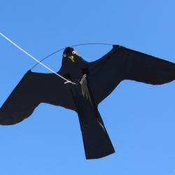 Birdshield - Ref BIRD007 - EAN 8717953266248 - Livraison rapide