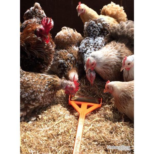 Hentastic Fun Feeder - Ref HENT10518 - EAN 5025709600363 - Livraison rapide