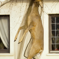 Filets antimoustique - Ref 33331-01 - Traitement du gibier