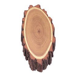 Plaques en bois d'acacia pour troph&eacute;es de chevreuil - Ref 00535-01 - Pr&eacute;paration troph&eacute;e pro