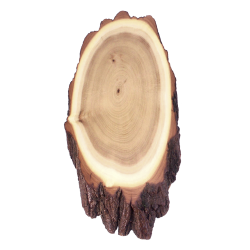 Plaques en acacia pour troph&eacute;es de cerf - Ref 01535-30 - Pr&eacute;paration troph&eacute;e pro