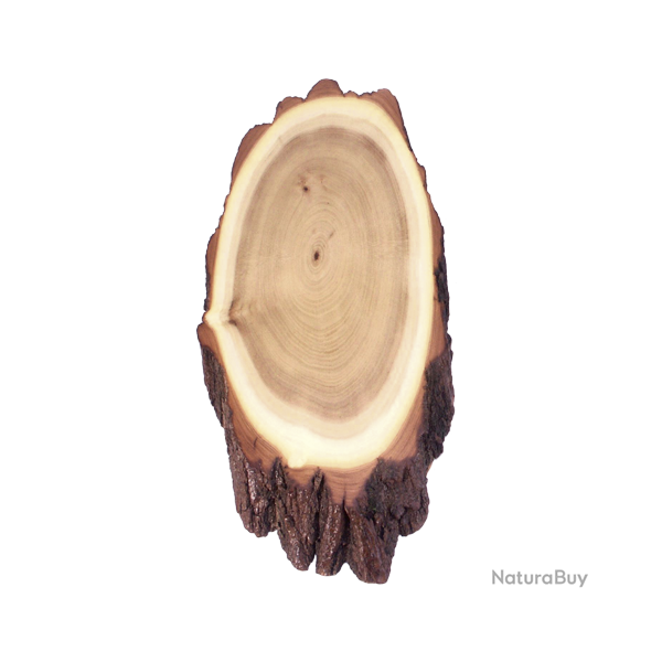 Plaques en acacia pour troph�es de cerf - Ref 01535-30 - Pr�paration troph�e pro
