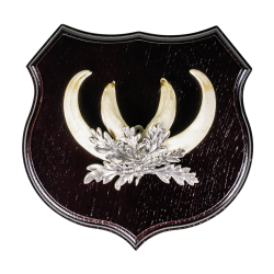&Eacute;cussons pour d&eacute;fenses de sanglier, ch&ecirc;ne - Ref 01216-13 - Pr&eacute;paration troph&eacute;e pro