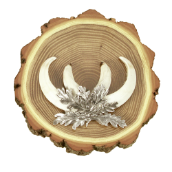 Plaque d'acacia pour d&eacute;fenses de sanglier - Ref 00535-06 - Pr&eacute;paration troph&eacute;e pro