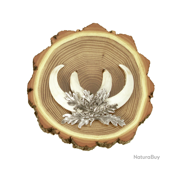 Plaque d'acacia pour d�fenses de sanglier - Ref 00535-06 - Pr�paration troph�e pro