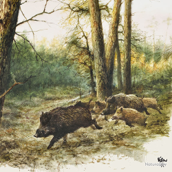 Serviettes en papier - Ref 19200-23 - Cadeau th&egrave;me chasse
