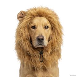 Oranje WK Manen Tooi - Ref ORAN0011L - EAN 8716759660878 - Hofman Animal Care