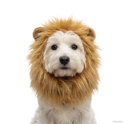 Oranje WK Manen Tooi - Ref ORAN0011M - EAN 8716759660861 - Hofman Animal Care