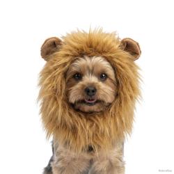 Oranje WK Manen Tooi - Ref ORAN0011S - EAN 8716759660847 - Hofman Animal Care