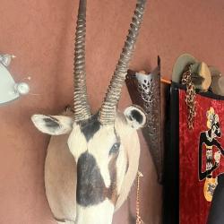 Oryx gemsbok gris & blanc