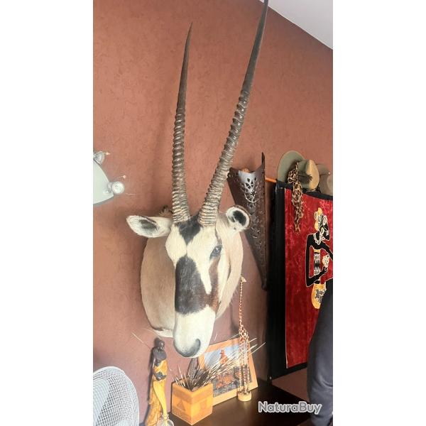 Oryx gemsbok gris & blanc