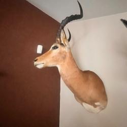 Impala male