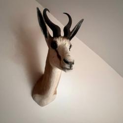 Springbok