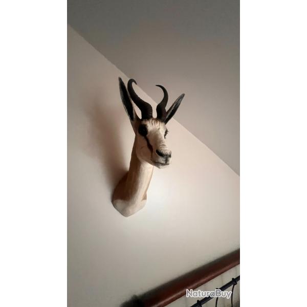 Springbok