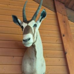 Oryx Male