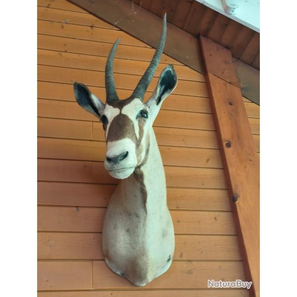 Oryx Male