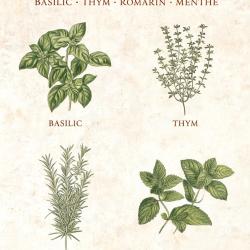 affiche 30x40cm herbes aromatiques