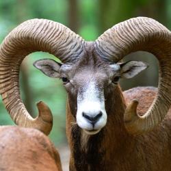 MOUFLON APPROCHE AFFUT