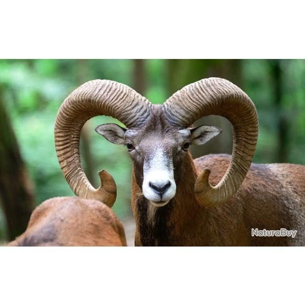 MOUFLON APPROCHE AFFUT