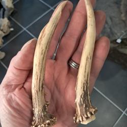 Paire de bois de chevreuil #L112R(3)
