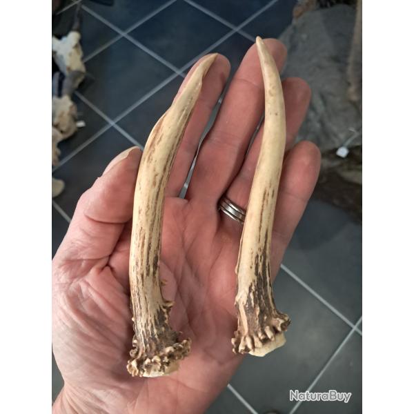 Paire de bois de chevreuil #L112R(3)