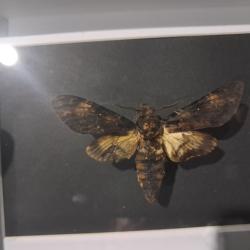 Papillon Sphinx t&ecirc;te de mort en cadre ; Acherontia atropos #11