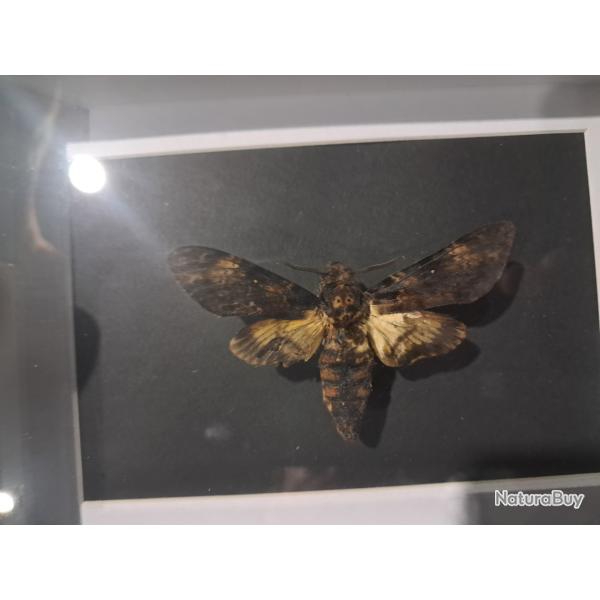Papillon Sphinx t�te de mort en cadre ; Acherontia atropos #11