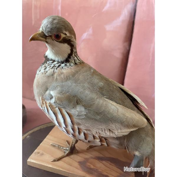 Deux perdrix grises naturalis�es sous globe