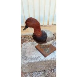 Canard milouin naturalis&eacute;