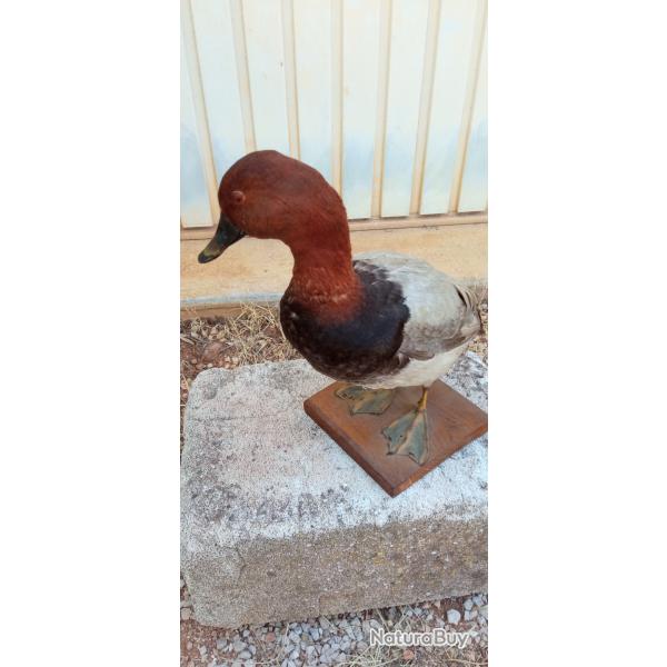 Canard milouin naturalis�